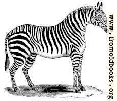 [Picture: 0987.—Zebra standing at rest.]