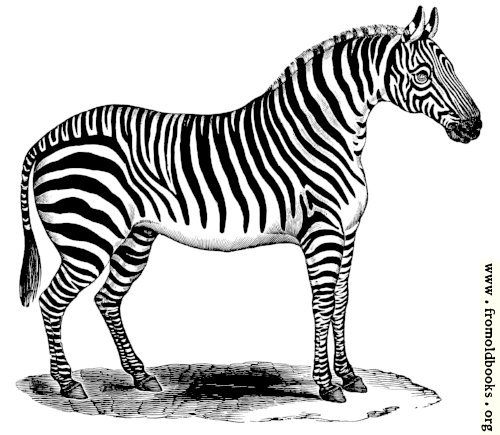 [Picture: 0987.—Zebra standing at rest.]