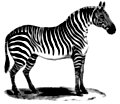 0987.—Zebra standing at rest.
