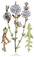 [Picture: 30.—Chicory, Cichorium Intybus, L.]