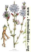 30.—Chicory, Cichorium Intybus, L.