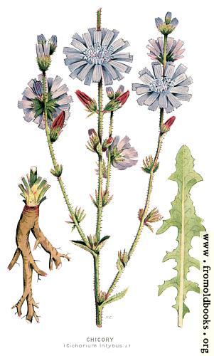[Picture: 30.—Chicory, Cichorium Intybus, L.]