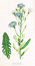 [Picture: Blue Lettuce, Lactuca pulchella, DC.]