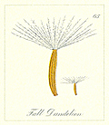 [Picture: 65. Fall Dandelion Seeds]