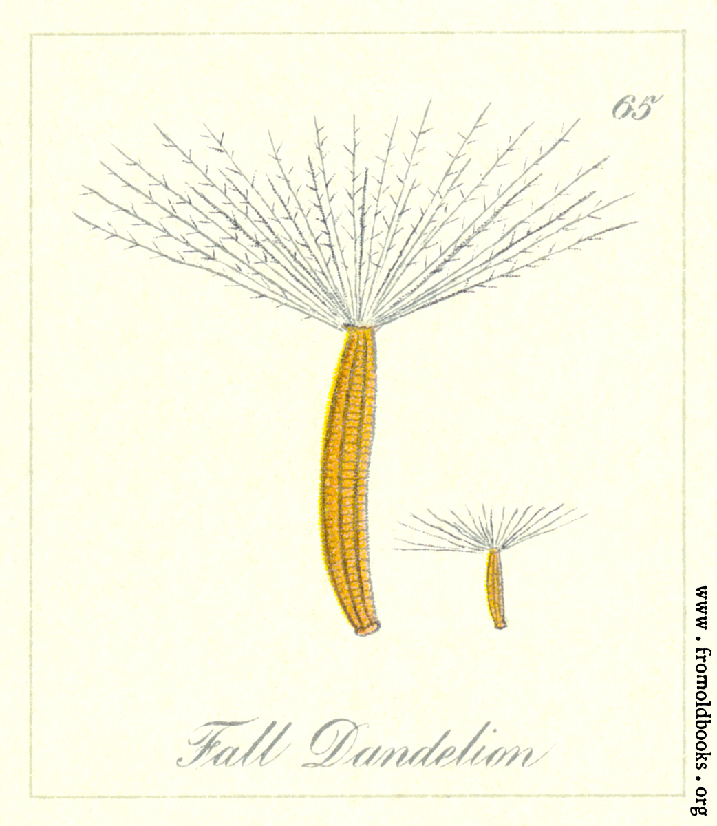 [Picture: 65. Fall Dandelion Seeds]