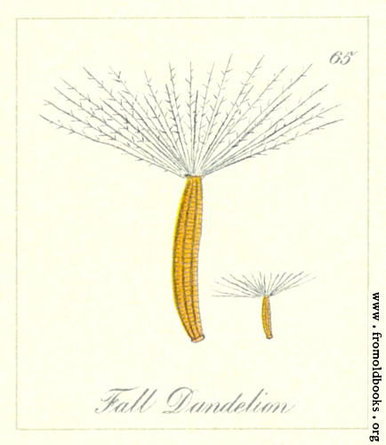 [Picture: 65. Fall Dandelion Seeds]