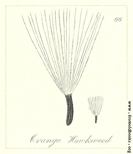 [Picture: 66. Orange Hawkweed Seeds]