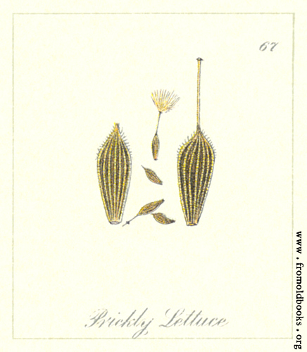 [Picture: 67. Prickly Lettuce Seeds]