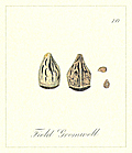 [Picture: 70. Field Gromwell Seeds]