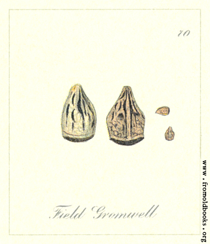 [Picture: 70. Field Gromwell Seeds]