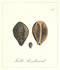 [Picture: 72. Field Bindweed Seeds]