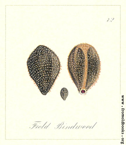 [Picture: 72. Field Bindweed Seeds]