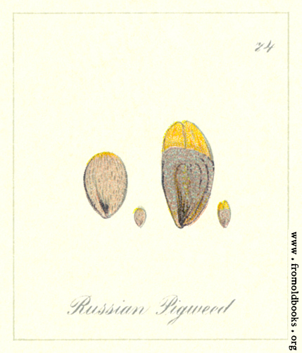 [Picture: 74. Russian Pigweed Seeds]