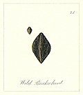 [Picture: 75. Wild Buckwheat Seeds]