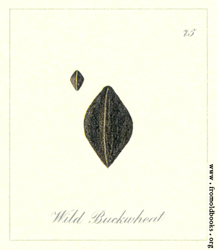 [Picture: 75. Wild Buckwheat Seeds]