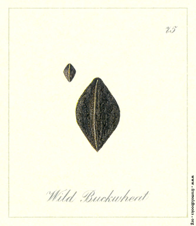[Picture: 75. Wild Buckwheat Seeds]