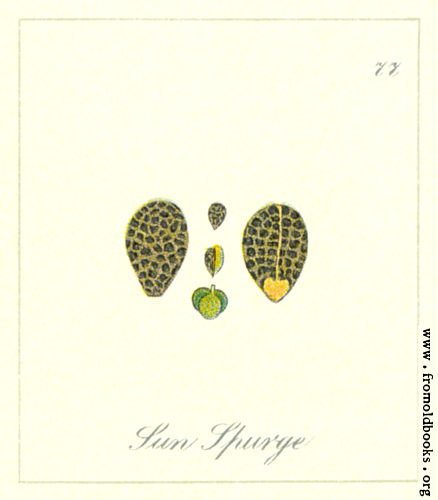 [Picture: 77. Sun Spurge Seeds]