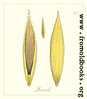 79. Quack Seeds