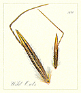 [Picture: 80. Wild Oats Seeds]