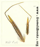 80. Wild Oats Seeds