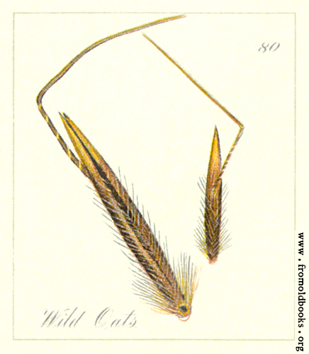 [Picture: 80. Wild Oats Seeds]