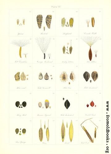 [Picture: 56.—Seed Index 4.]