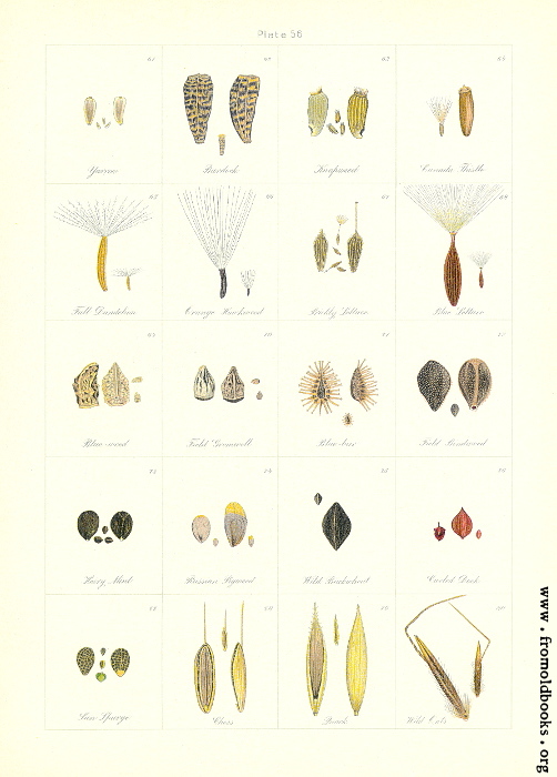 [Picture: 56.—Seed Index 4.]