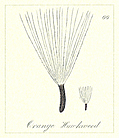 66. Orange Hawkweed Seeds