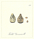 70. Field Gromwell Seeds