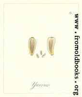 [picture: 61. Yarrow seed]