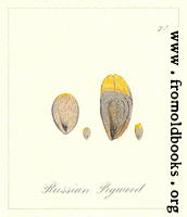 [picture: 74. Russian Pigweed Seeds]