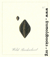 [picture: 75. Wild Buckwheat Seeds]