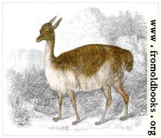 XLIII.—Vicuña of Peru