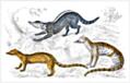 [Picture: Indian Civet, Fossa, Genet]