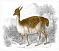 XLIII.—Vicuña of Peru