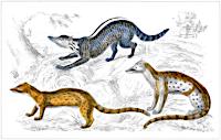[picture: Indian Civet, Fossa, Genet]