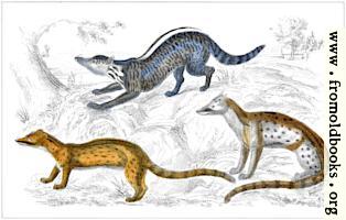 [picture: Indian Civet, Fossa, Genet]