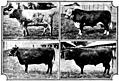 [Picture: British Breeds of Cattle I (2/3)]