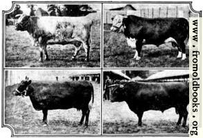 British Breeds of Cattle I (2/3)