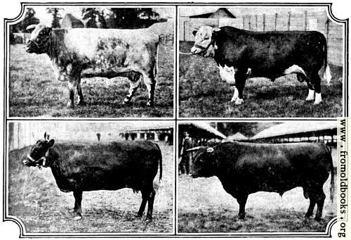 [Picture: British Breeds of Cattle I (2/3)]