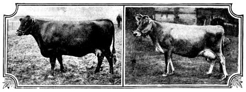 [Picture: British Breeds of Cattle I (3/3)]