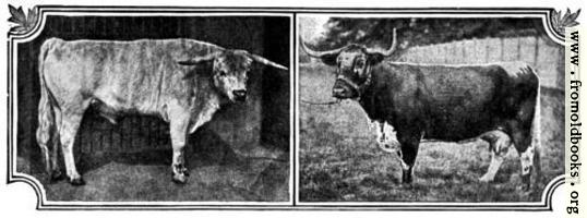 [picture: British Breeds of Cattle I (1/3)]