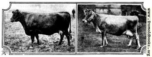 [picture: British Breeds of Cattle I (3/3)]
