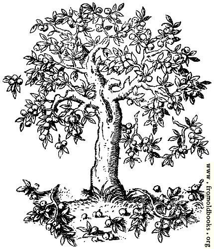 [Picture: 322.—Apple Tree. Pyrus Malus. C. S.]