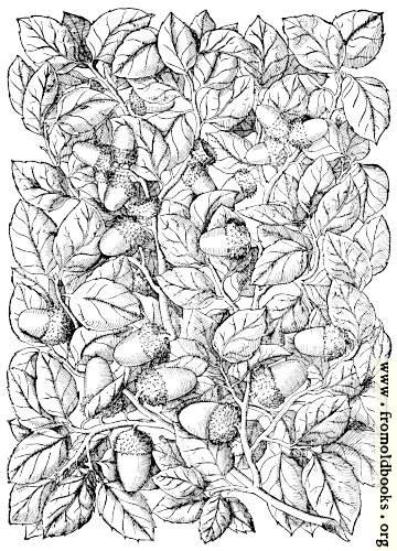 [Picture: Cork Oak, Quercus Suber]