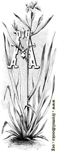 [Picture: Initial letter A with iris]