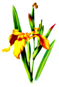 [Picture: Yellow Iris]