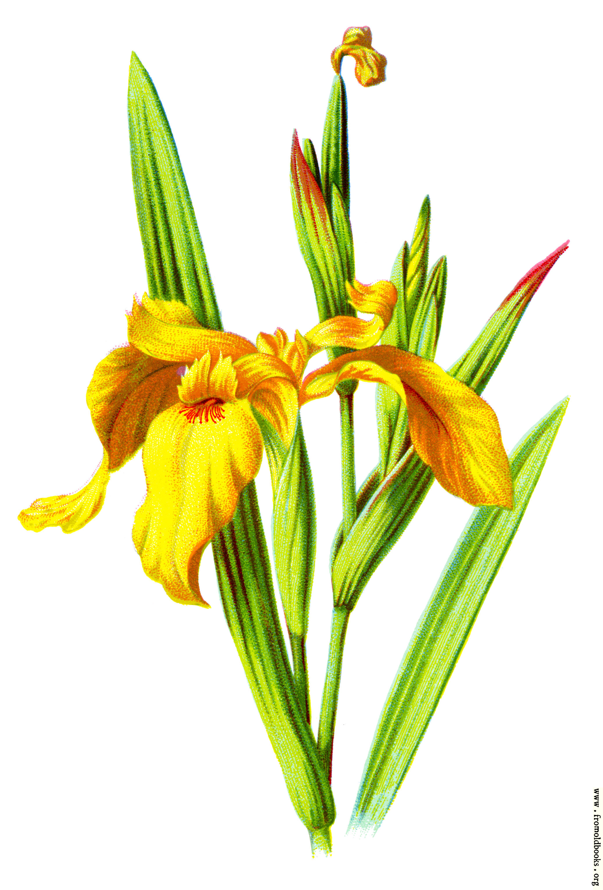 [Picture: Yellow Iris]