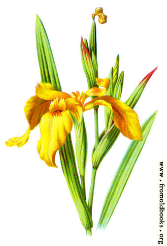 [Picture: Yellow Iris]