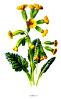 [Picture: Cowslip.]